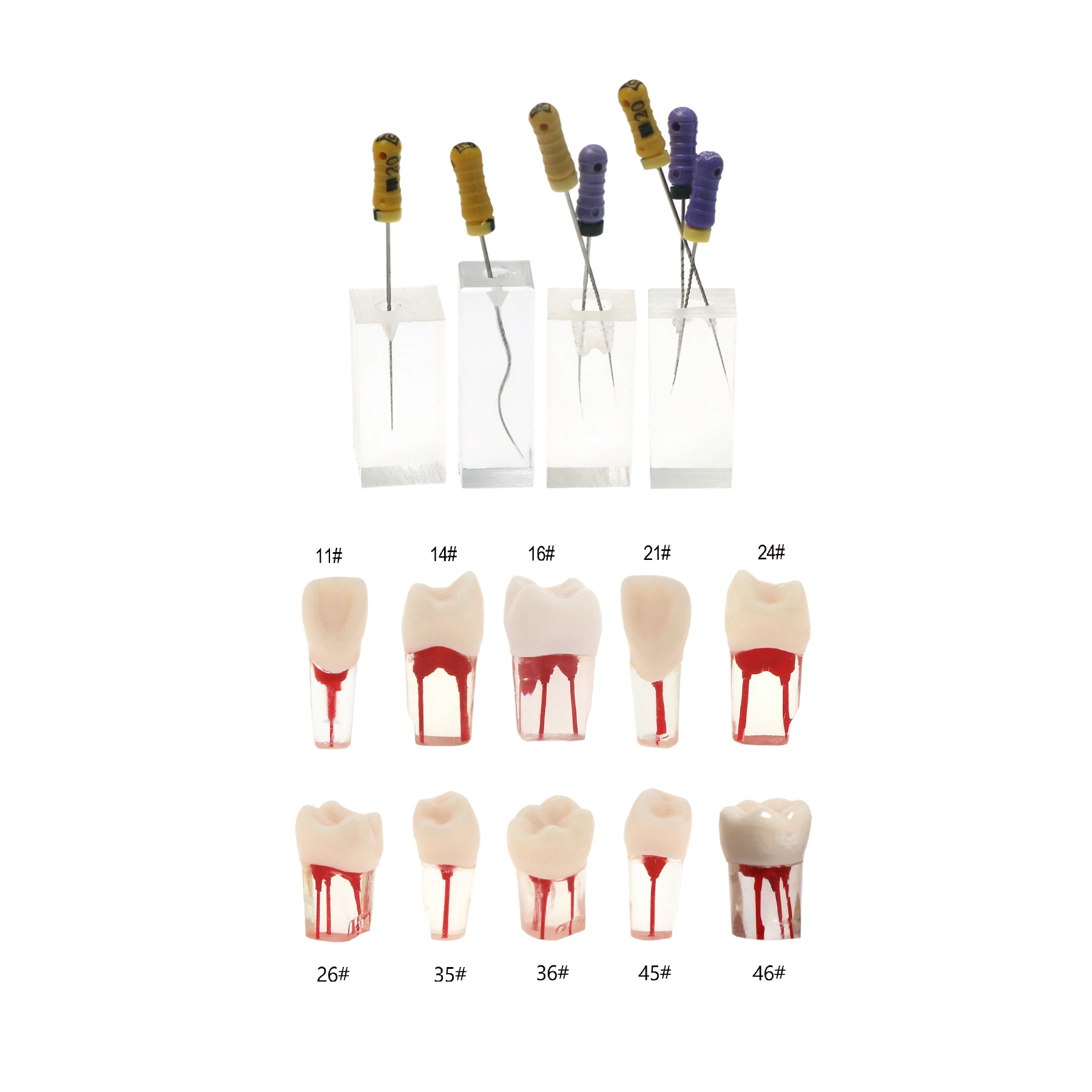 

Dental 10Pcs Endodontic Rotary Files Practice Root Canals Teeth Study Models