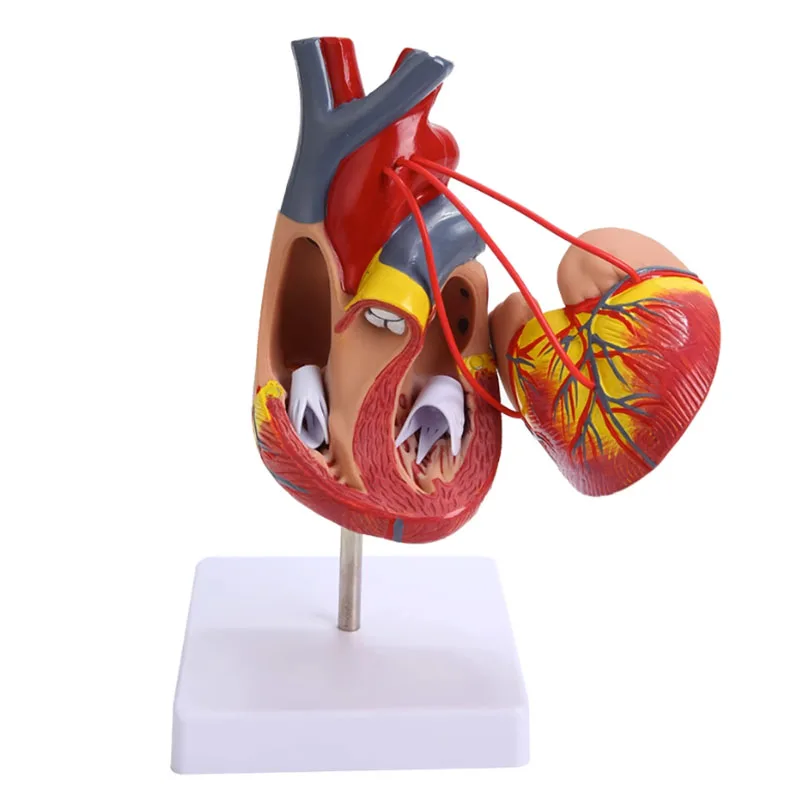 Life Size Human Heart Anatomy Model Disassembled Medical Science Supplies Teaching Tool  Free Shipping