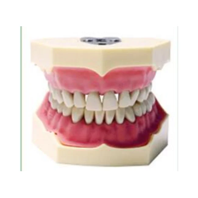 High Standard PVC Photo Color Teaching Manikin Dental Model Medical School Anatomical Demonstration Care
