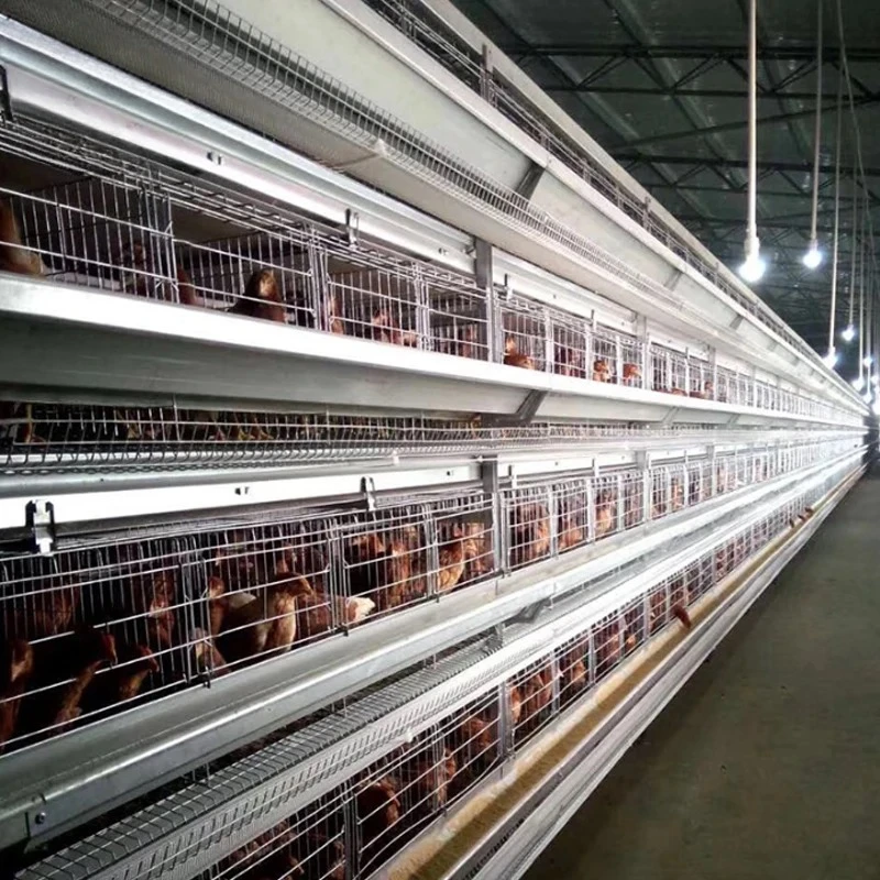 Typ Schicht-Hühnerkäfig zum Verkauf in Pakistan