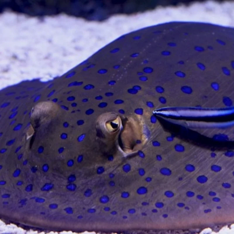 

MJX Hyper Go 14301 14302 14303 1/14 high speed RC cars spare parts original body shell