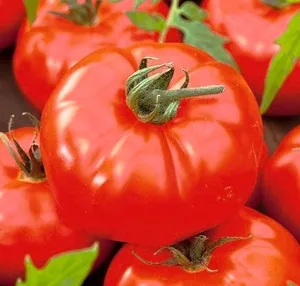 12 최고의 판매 야채 씨앗 - №7