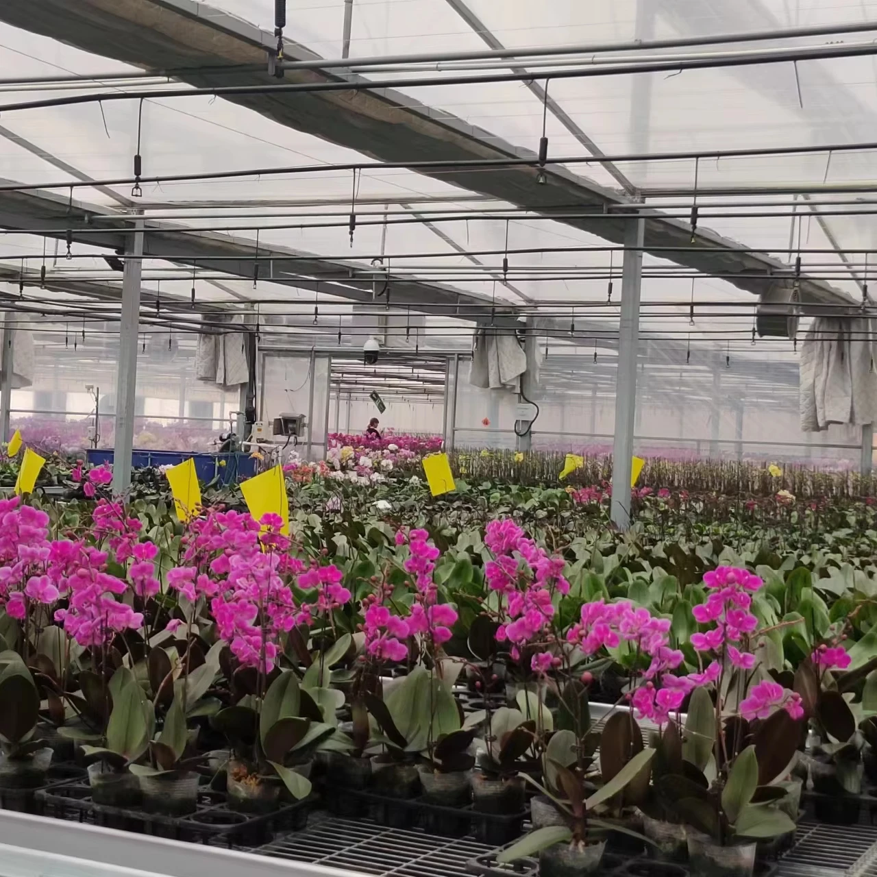 

Customized greenhouseMulti-span Commercial Film Greenhouse for Agriculture Growing with Climate Control System for Flower Gr