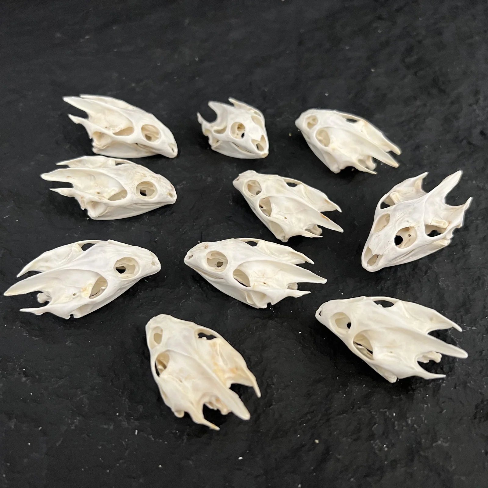 wholesale 1-100 pcs Real soft-shelled Turtle Skulls/Collectibles/Precious Gifts/animal skull
