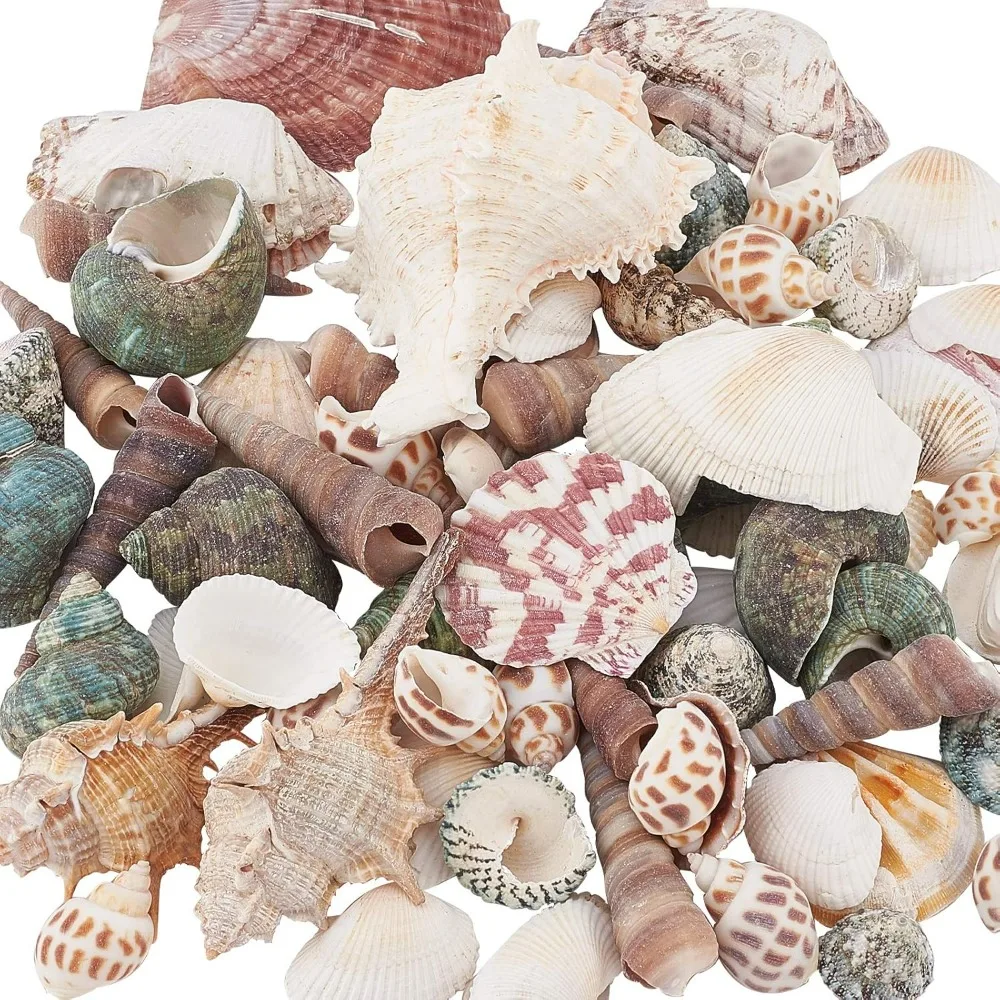 330g Mixed Shape Undrilled Sea Shell Beads No Hole Scallop Sea Shells Natural Ocean Beach Clam Seashells Craft Charms for Home