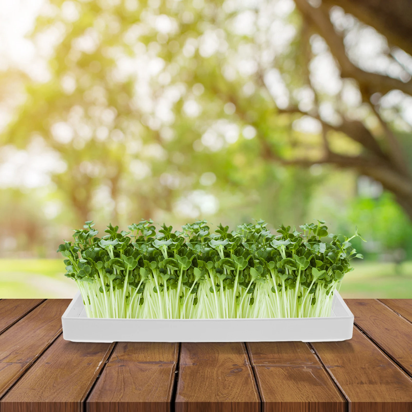 

Mason Jar Tray Sprouting Planting Easy Clean Kitchen Plastic Indoor Wheatgrass Germination Trays Home Use Sprout Maker Plant