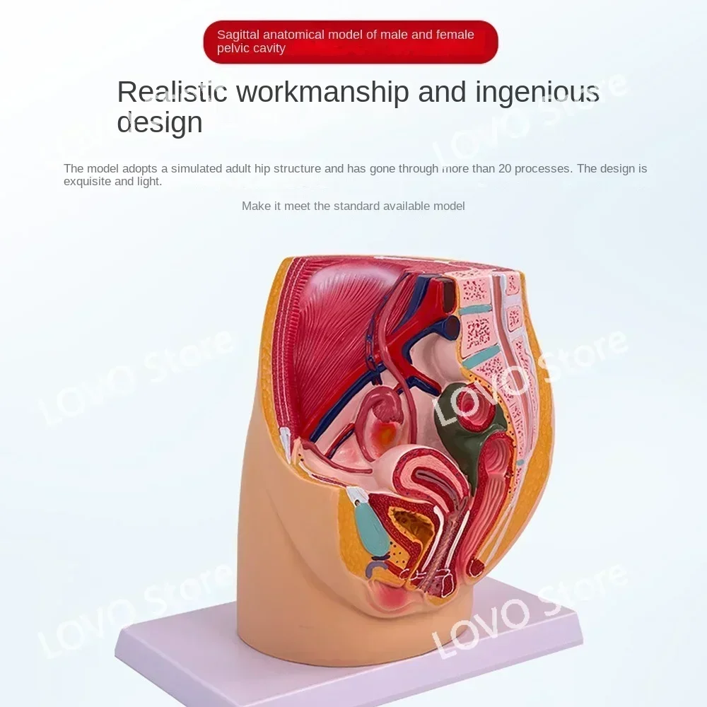 Sagittal Pelvic Anatomy Model Male And Female Male Reproductive Organ Reproductive System Uterus Medical Teaching Model