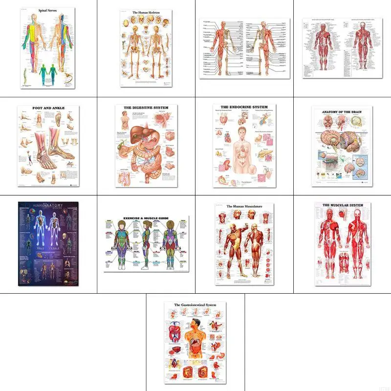 H7BF Anatomical Poster Set Laminated Muscular, Skeletal, Digestive, Respiratory, Circulatory, Endocrine, Lymphatic, Male