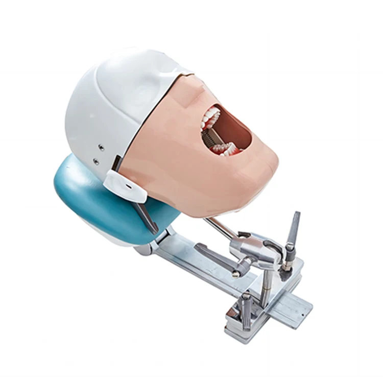 SJD-OC8 China Factory Educational Simulator Models den tal Phantom Head for Dentist Training