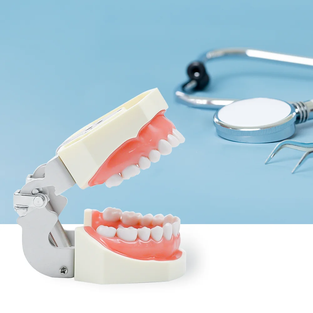 JINGT Dental Model Teeth Dental Teaching Models Study Orthodontic Removable Teeth Implant Models Dentist Material