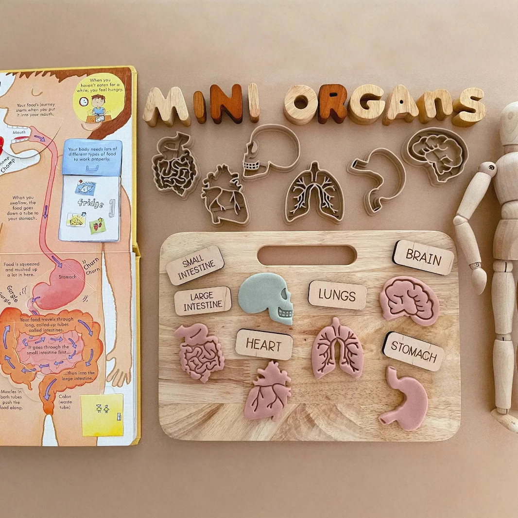 Organi realistici del corpo umano Stampi per biscotti Stampi per argilla colorata per bambini Giocattoli multiuso per organi del corpo umano di Halloween