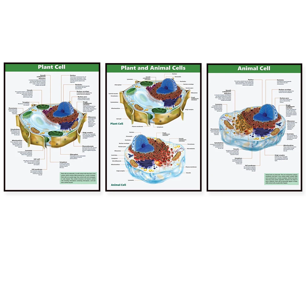 الخلايا والخلايا النباتية والخلايا الحيوانية وملصقات العلوم والبيولوجيا وملصقات الفصول الدراسية لتعليم العلوم #1