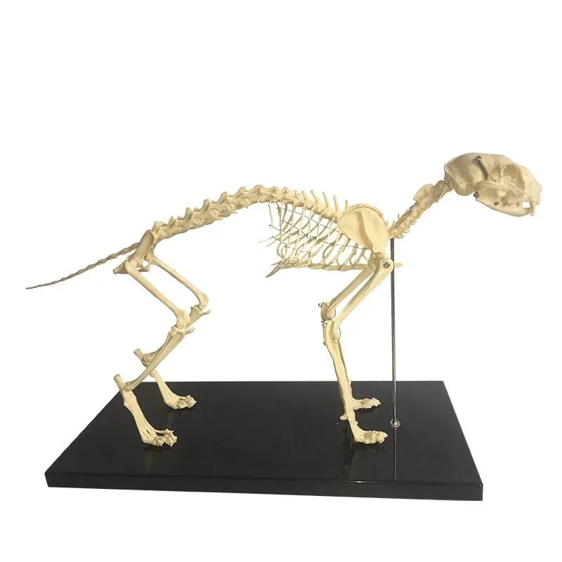

Anatomy PVC Pet Animal Cat Skull Leg Bones Knee Teeth Whole Body Skeleton Veterinary Medical Teaching Anatomical Model