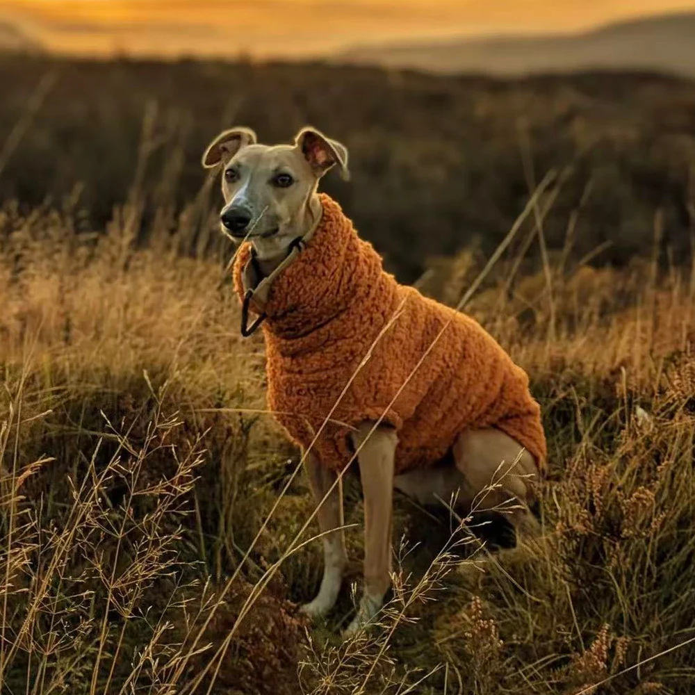 Suéter invierno cuello alto para Whippet y galgos españoles – calabaza - imagen 3
