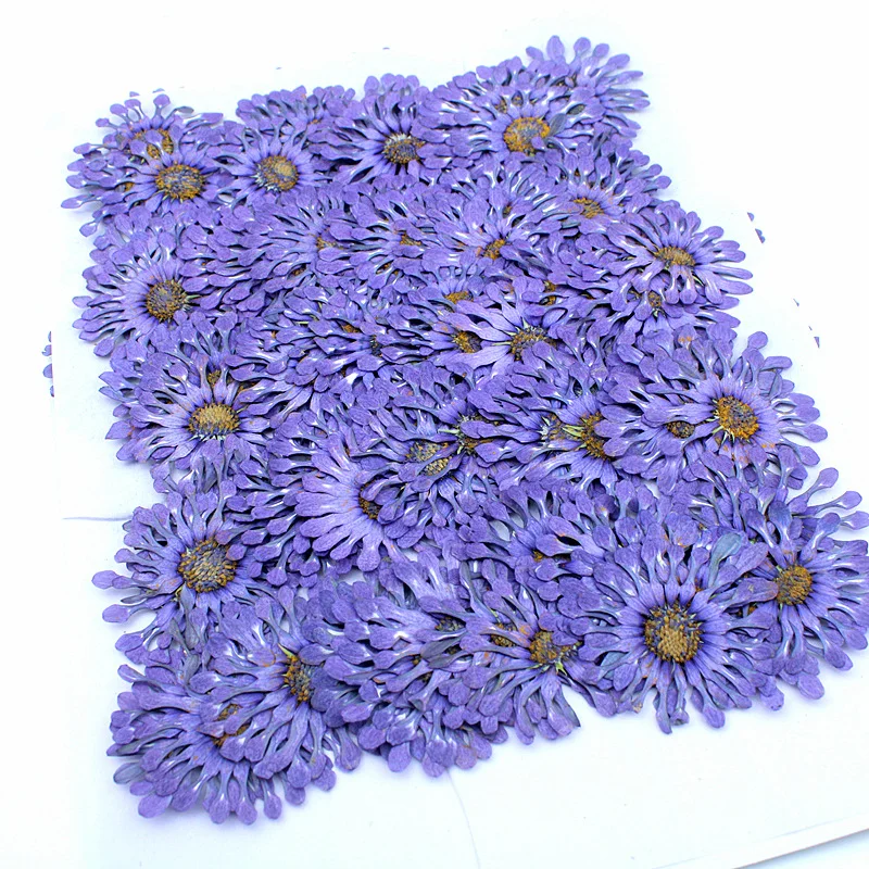 

48Pcs New Deep Purple Orchid Dried Flower Pressed Plant Specimen Real Flower Resin Phone Case Bookmark Desk Lamp Sticker Pressed Flower Frame