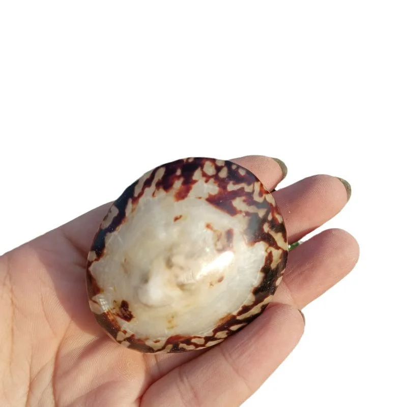 Natural Turtle Egg Snail Shell Ornaments: Creative Seashell Decorations for Display, Set Design, Aquarium & Ocean Scenery Creati