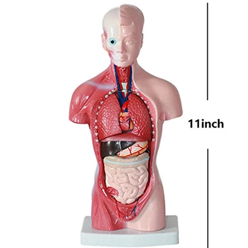 28CM Human Torso Anatomy Model Viscera Heart Brain Skeleton  Teaching