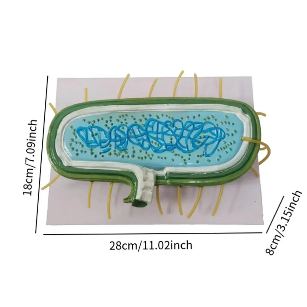 Anatomy Model Enlarged Biological Model Basic Teaching Cytoplasmic Membrane Prokaryotic Bacteria for Students