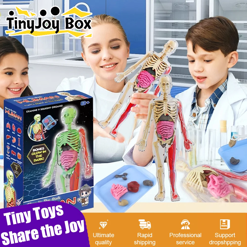 

Human Skeleton Organ Anatomy Biological Teaching Model Aids Glow in the Dark Human Body Assembly Educational Toys for Kids Gifts