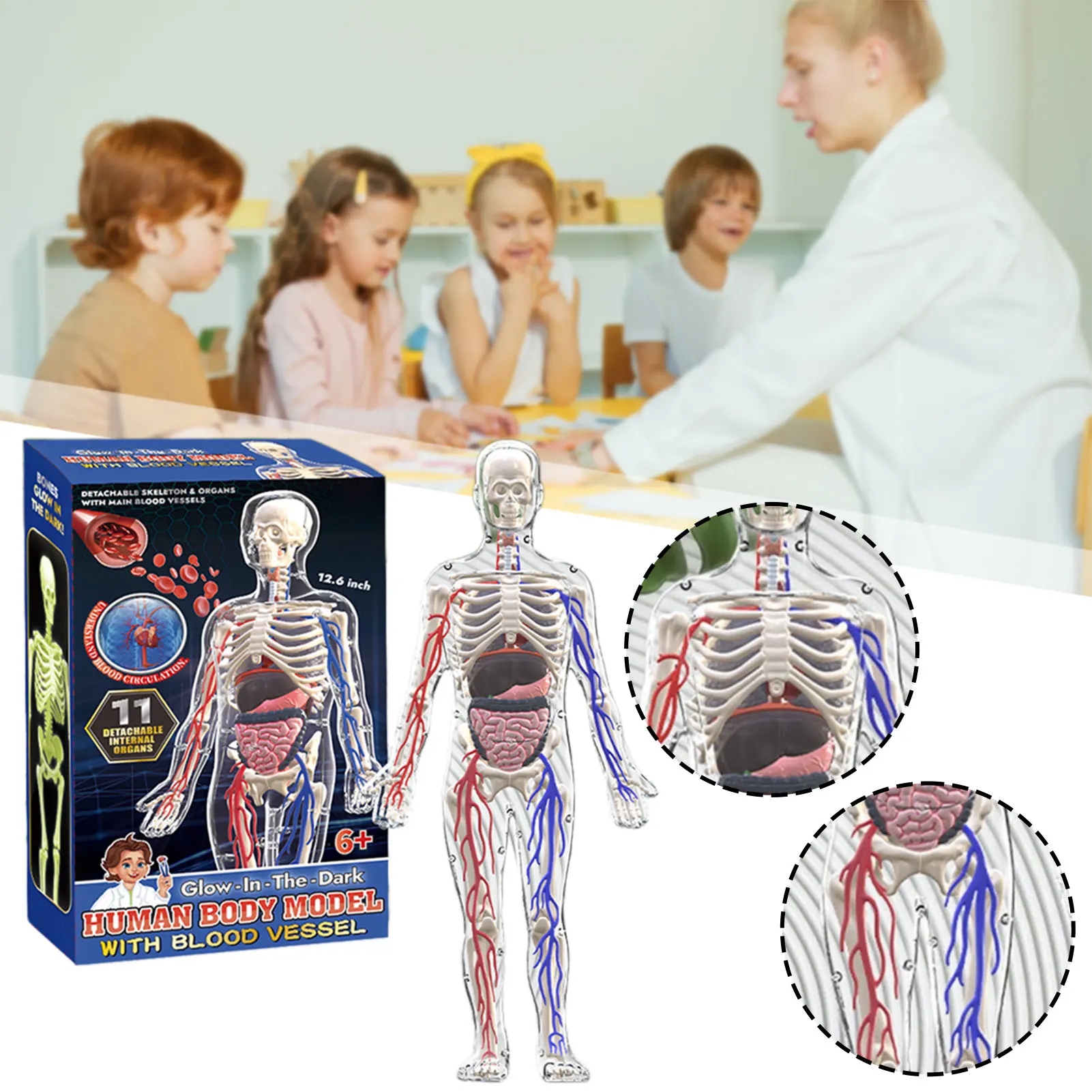 

Transparent Human Body Structure Model With Glow-in-The-Dark Human Model For Classroom