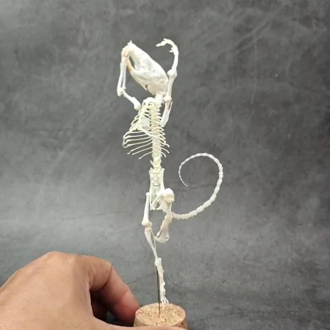 2048 Handmade Rodent Bone Craft Ornament Ballet Standing Pose Art Decor Vintage Dark Desktop Display Teaching Model Collectible