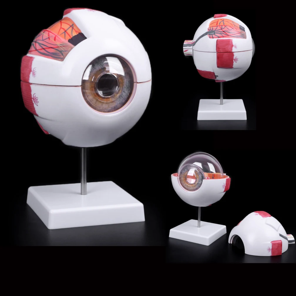 Medical Education 3/6Times Enlarged Human Eye Anatomical Model Eyeball Anatomical Models Dropshipping Wholesale