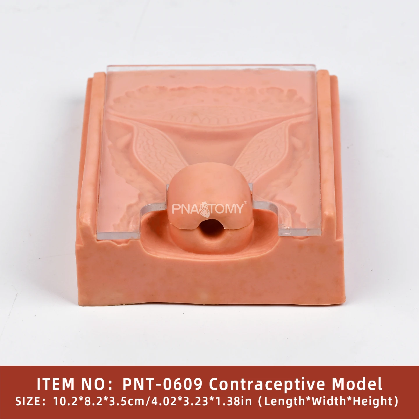 PNATOMY Compact PVC Medical Contraception Model Educational Tool for Schools Hospitals Featuring Dental Catheterization Anatomy