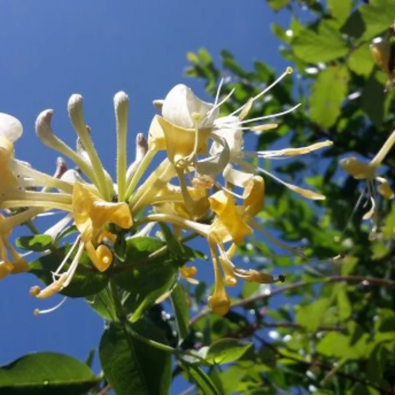 

65x25 мм радиоуправляемая модель лодки, водяной нож, поворот плавников, вспомогательная гидроабразия для 75-85 см, электрические нитро-мощные лодки с дистанционным управлением