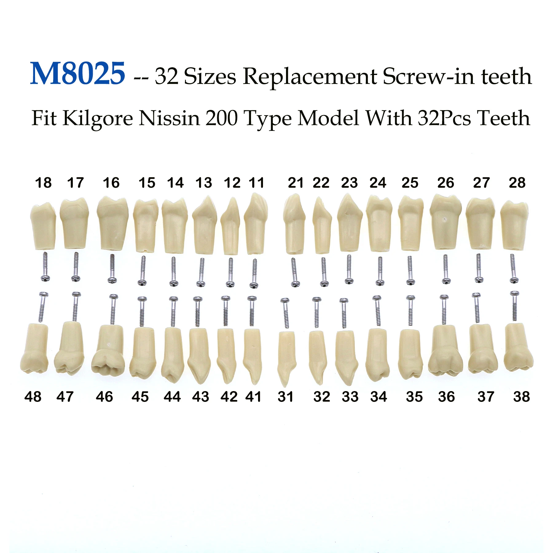 Praktyka dentystyczna wypełniająca wkręcany zamiennik Model zębów M8025 Fit Kilgore Nissin 200 typ Model Typodont z 32Pcs zębami