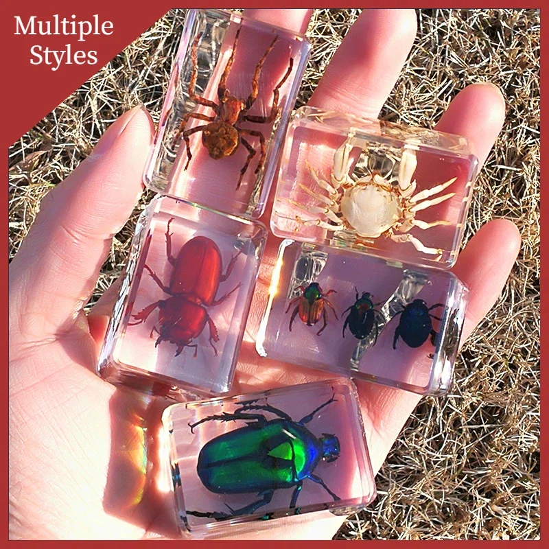 29 Style Real Insect Specimen Transparent Resin Observation on Beetle Locust Spider Scorpion Golden Turtle Kindergarten Statue