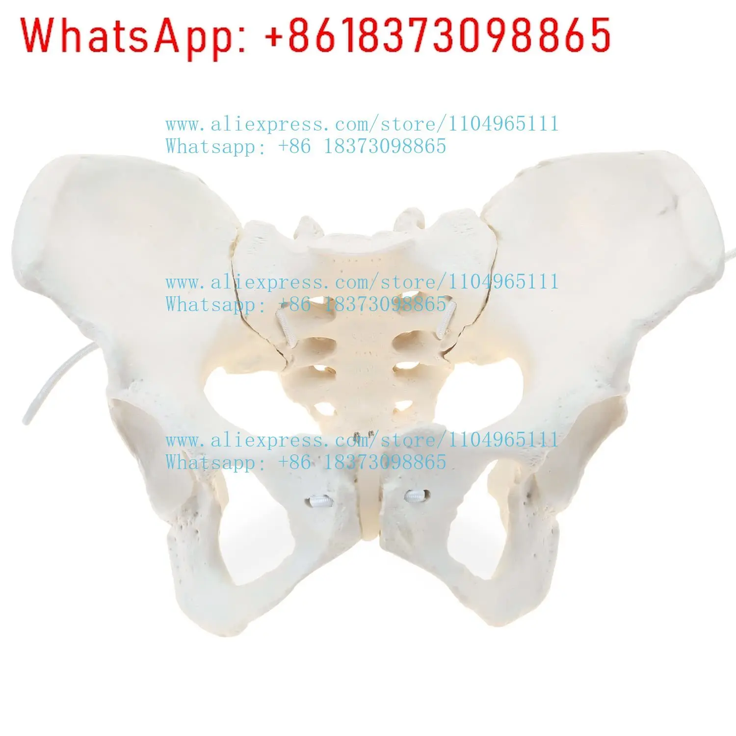 Nursing school flexible pelvic model hip bone pelvic anatomy model human bone