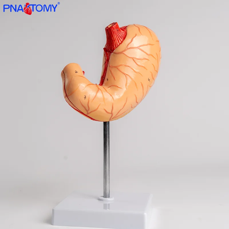 

Disassemblable Stomach Model for Gastrointestinal Anatomy Education Featuring both Stomach and Intestines.