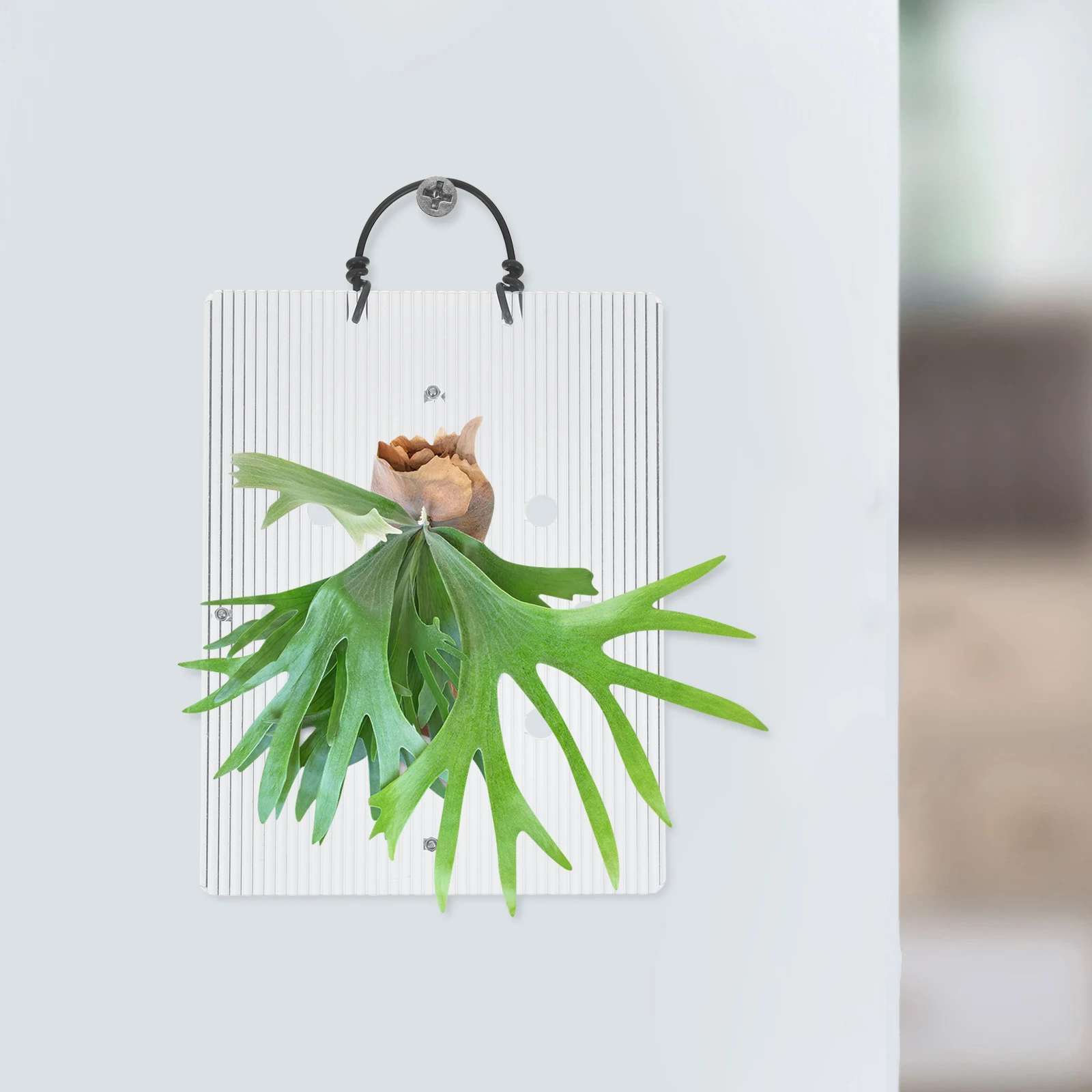 

Acrylic Staghorn Fern Mounting Board Easy Installation Wall Planter Frame Vertical Planting Space Saving Air Purifying Indoor