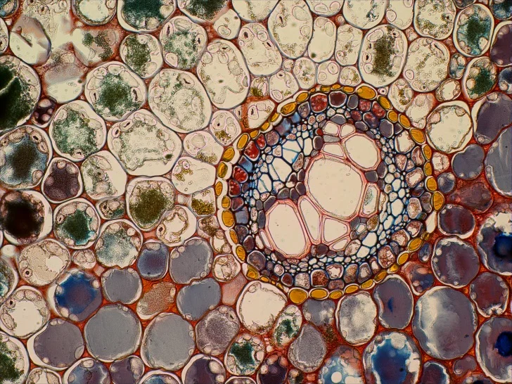 BestScope – caméra numérique pour Microscope trinoculaire HD BHC3E-1080P