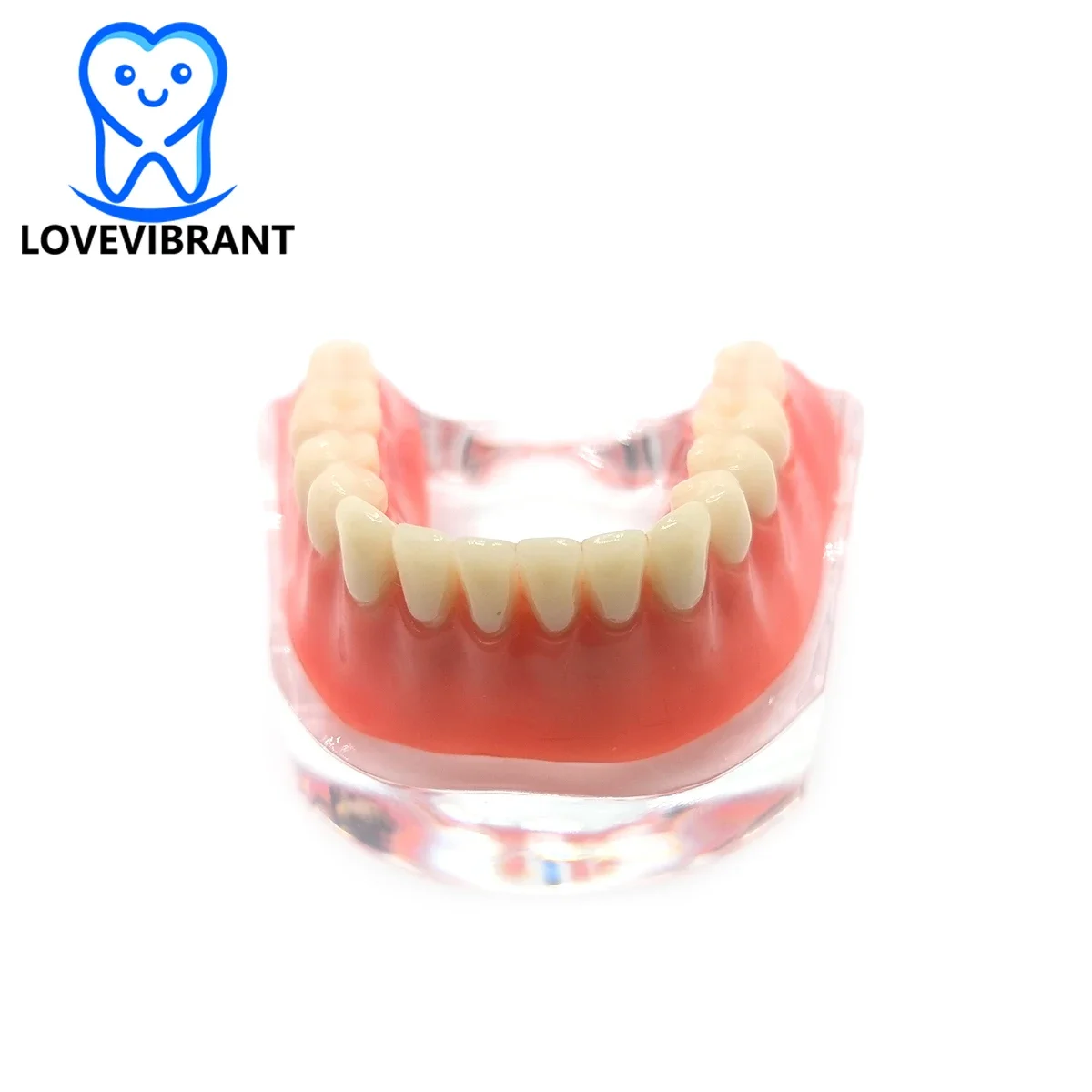 Dental Teaching Model Overdenture Teeth Models Lower Jaw Precision Implants Demo Silver Gold Bar Dentistry Tools