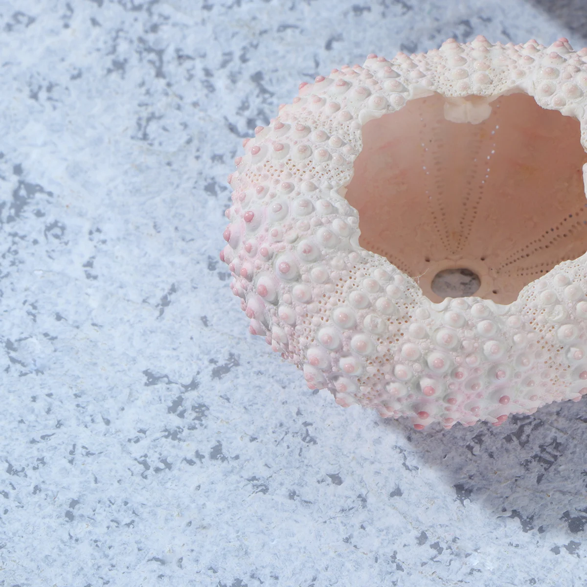 

6 шт. натуральных раковин морского ежика 3-4 см для растений Tillandsia, подставок для суккулентов, декора для балкона и офиса, ручной работы