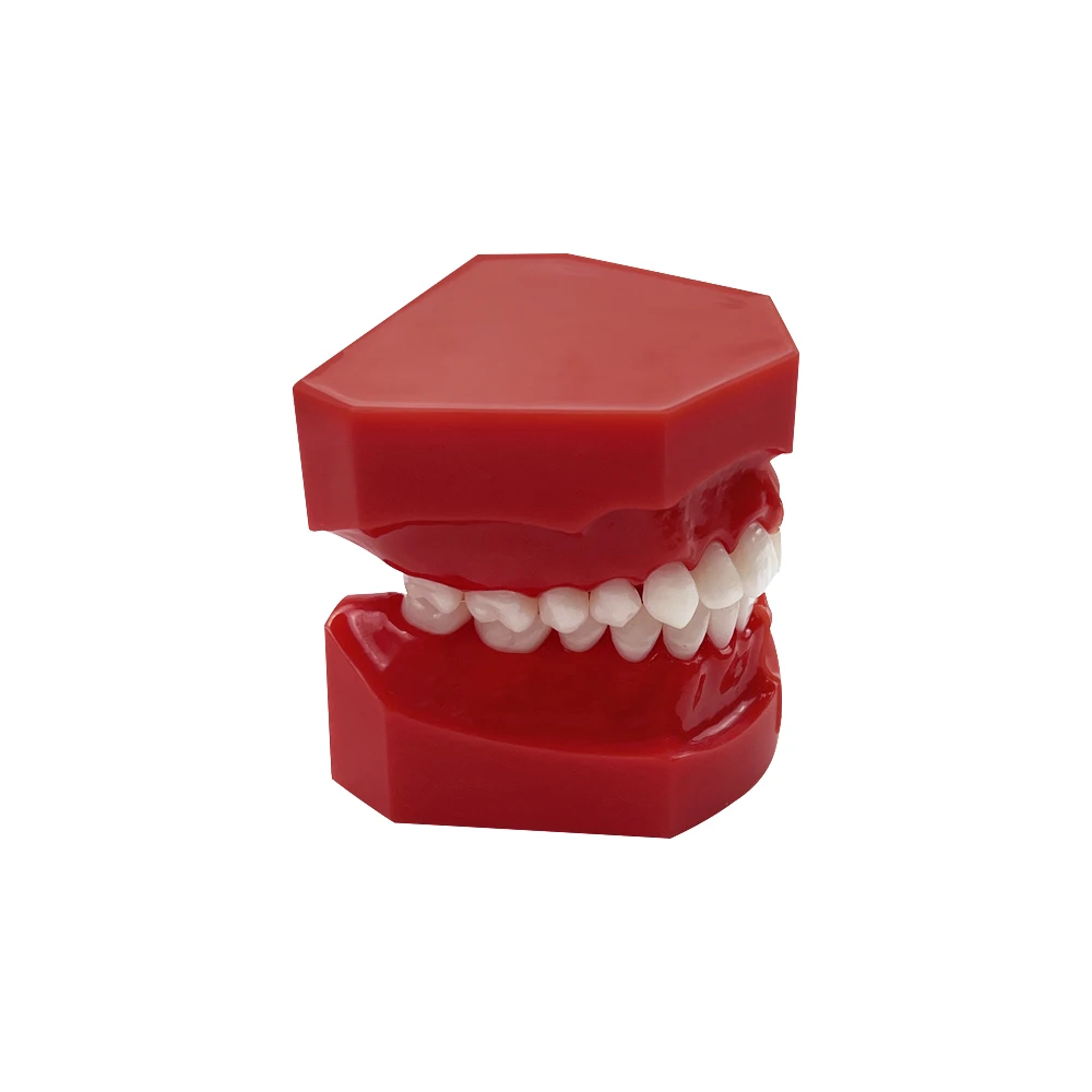 Dental Children 's Deciduous Teeth Replacement Model Milk Permanent Teeth Alternately Display Typodont For Oral Communication