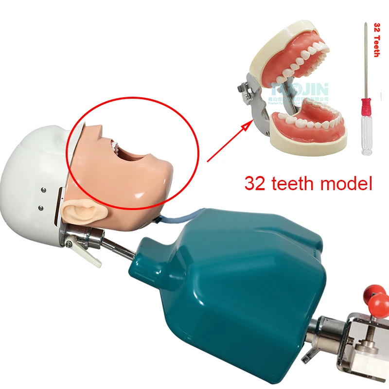 Dental Simulation on the table Head Model Teeth Model Dentistry Manikins Phantom Head Sennior Torso Dentist Practice Tools