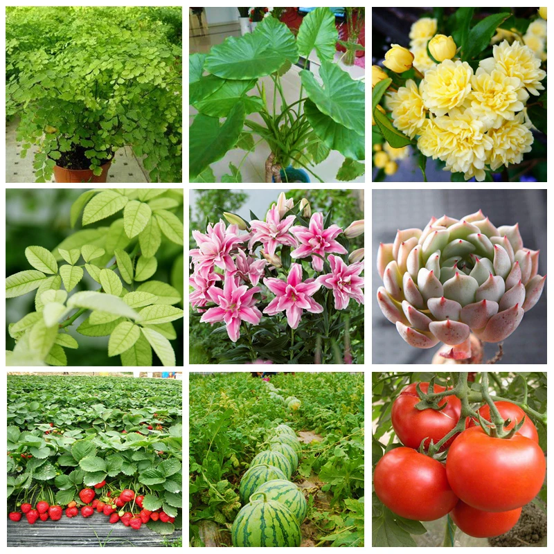 30 G Compound Amino Acid Fertilizer Powder Npk Nitrogen-phosphate-potassium Safe Supplement Plant Nutrition For Garden view 6