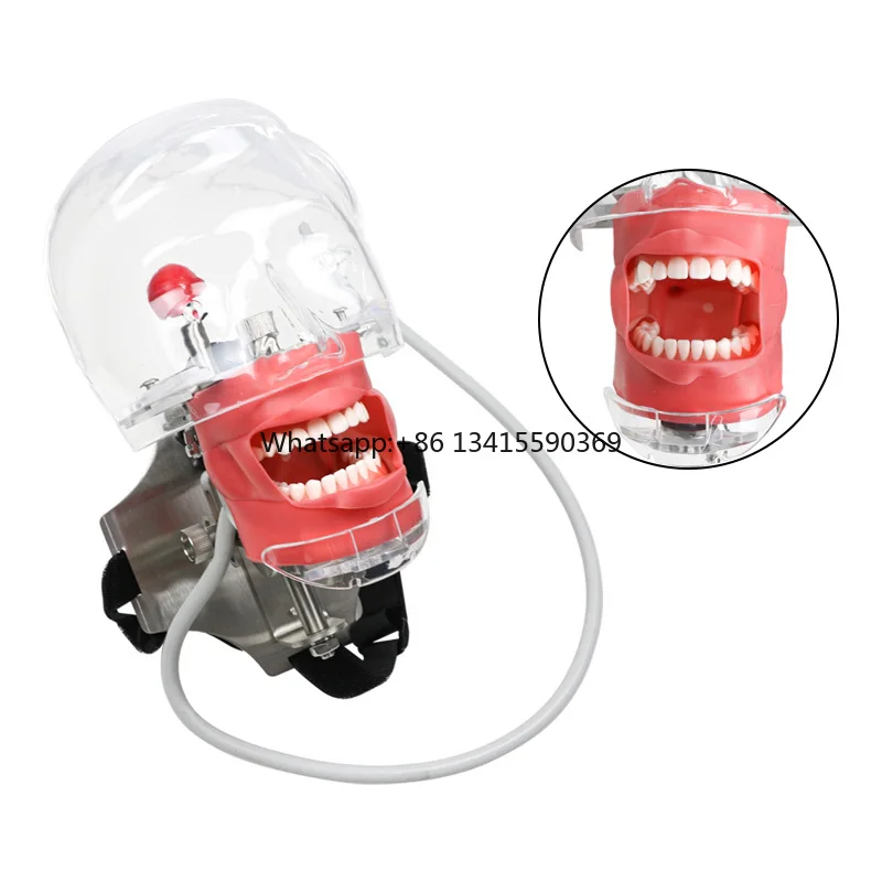 

Dental Equipment Training Model Dental Simulator Manikin Phantom Head Model With 28 Pcs Teeth