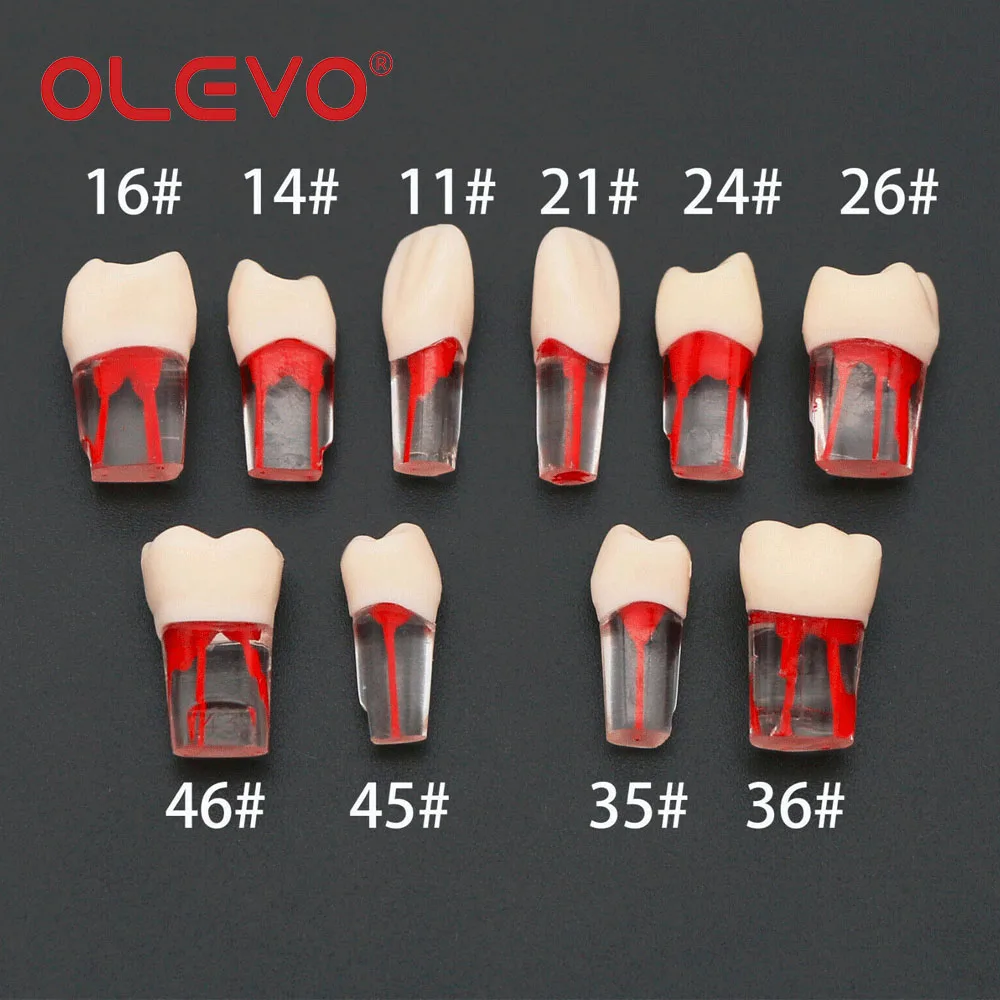 OLEVO-limas de pulpa de endodoncia para dientes dentales, bloques de práctica endodóntica, modelo de resina transparente, Material de Odontología de 10 tamaños, M8006