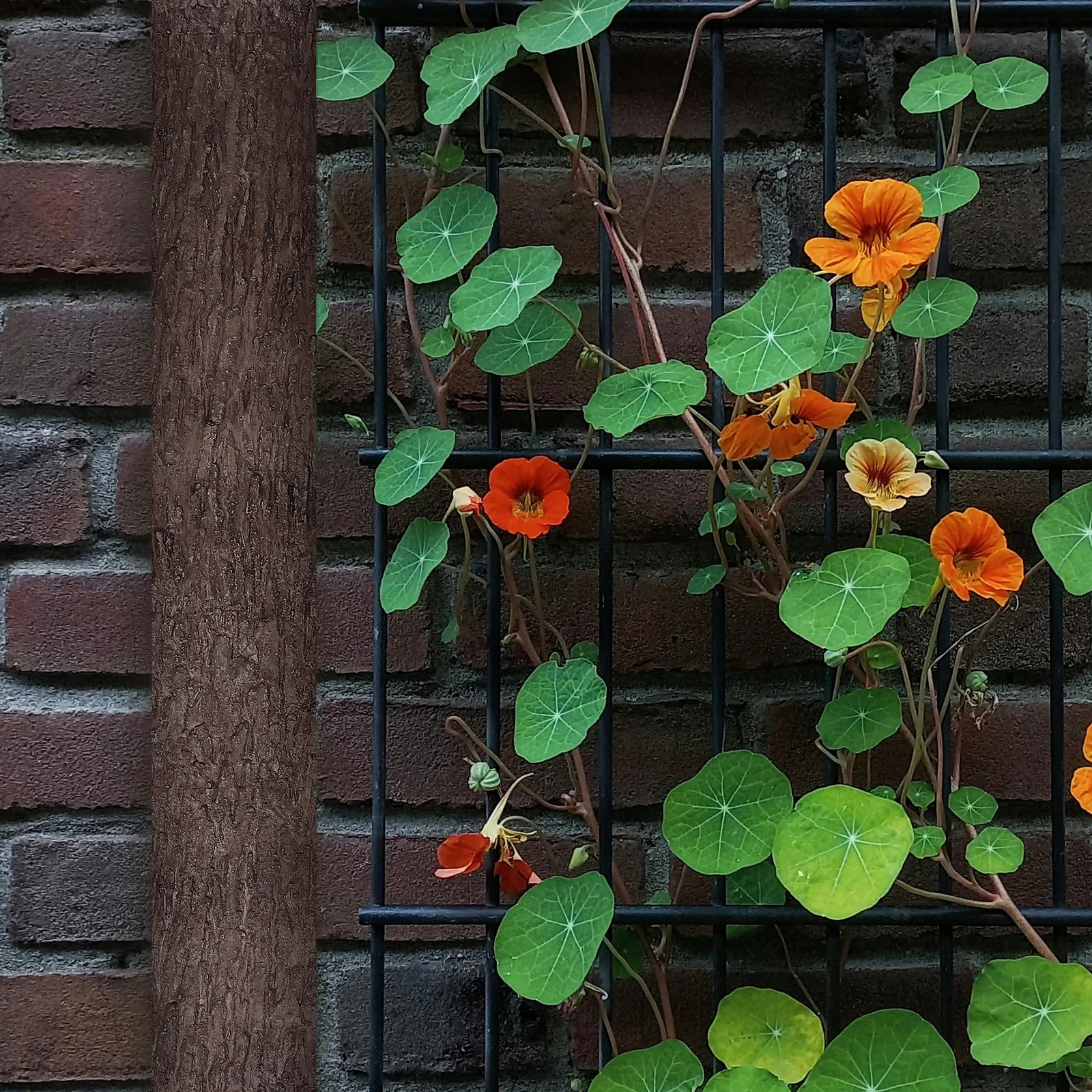 

Realistic Artificial Tree Bark Wrap for Columns Walls Floors Flexible Cuttable Simulation PVC Bark Decor Indoor Outdoor Fade