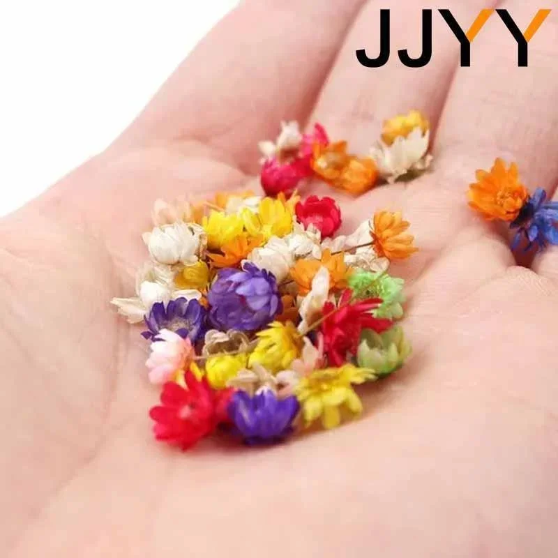 Mini Dried Flower Pack