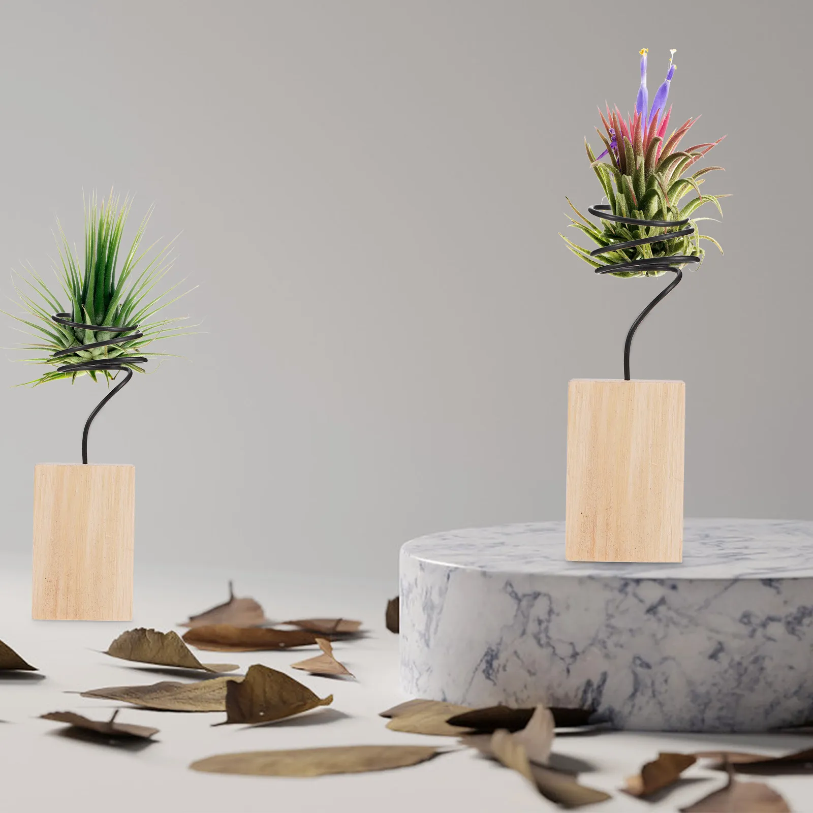 Air Plant Display Stands Set of 5 – Upright Mounts for Tillandsia, Composite & Metal, Modern Home Decor