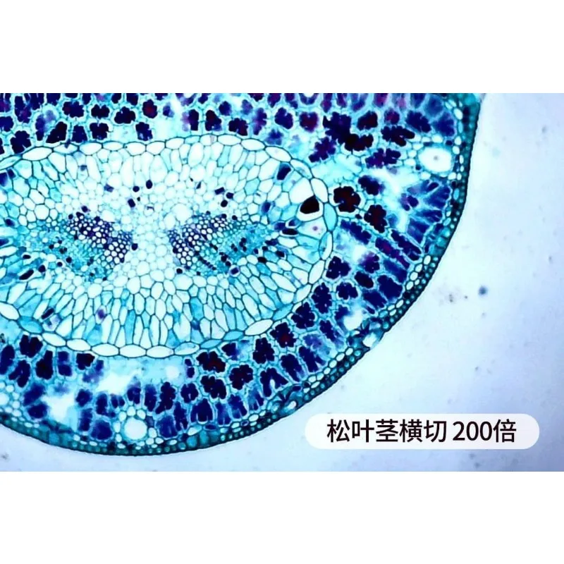 электронный микроскоп