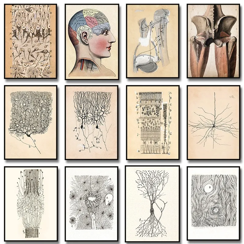 Santiago Ramon Y Cajal Neuron dibujo cartel Vintage anatomía del cerebro arte de la pared lienzo impreso neurocencia biología ilustración Decoración