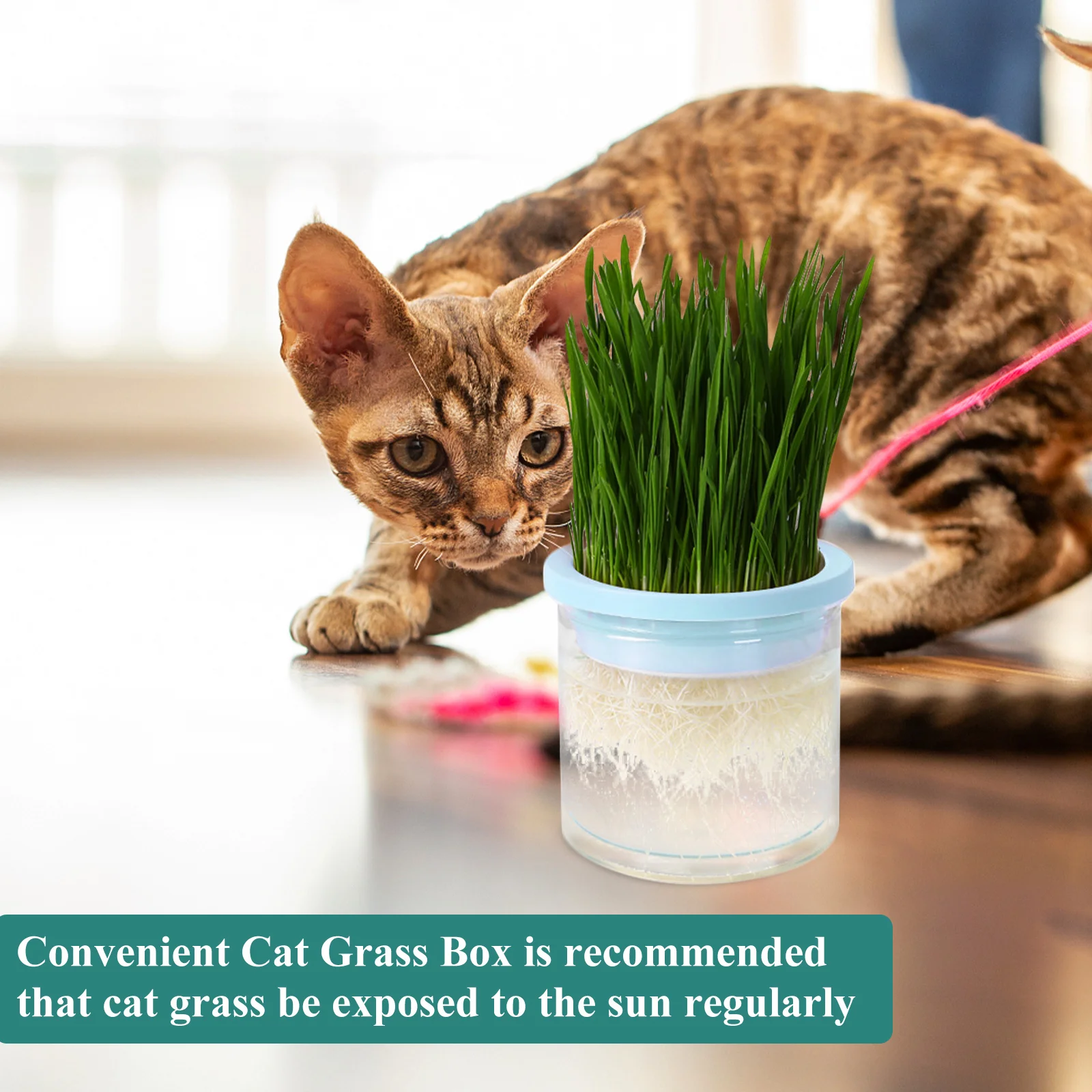 

Cat Grass Planting Box Indoor Bowls for Kit Hydroponic Growing Containers Planter Pot Household