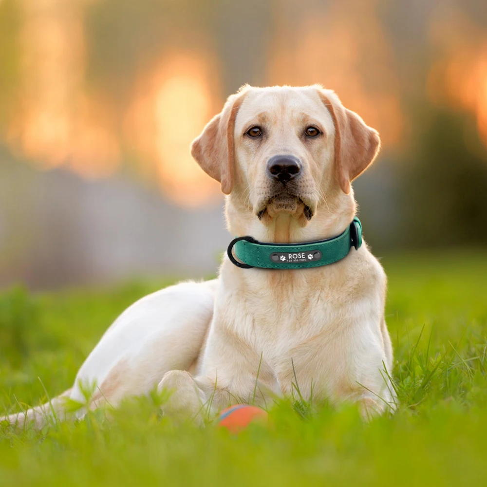 Collares personalizados con hebilla para perro, etiquetas de identificación de nombre con grabado gratis para perros pequeños, medianos y grandes,