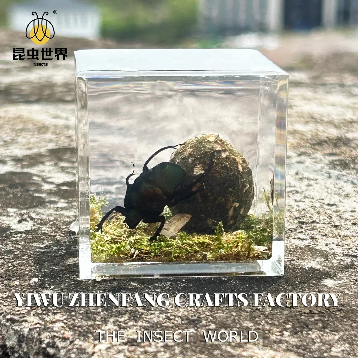 Resin Epoxy Real Dung Beetle Specimen Insect Taxidermy Acrylic Clear Resin Dung Beetle Insect Sample Bug Collection House Decor