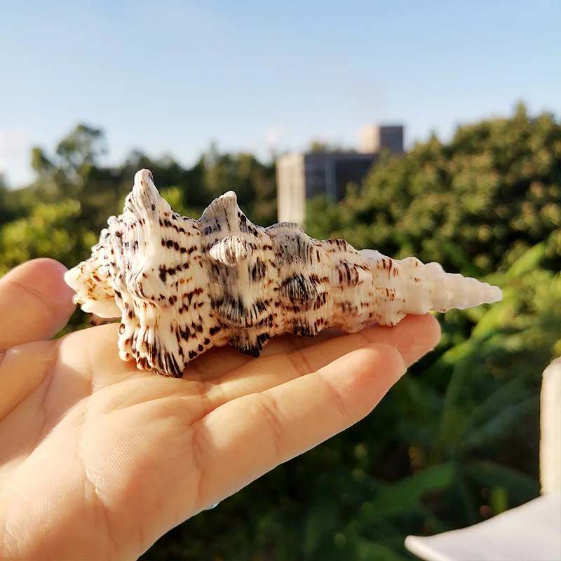 Natural Conch Shell Fish Tank Scenery Aquarium Decorative Decoration Decoration Shooting Collection Specimen Creative Gift